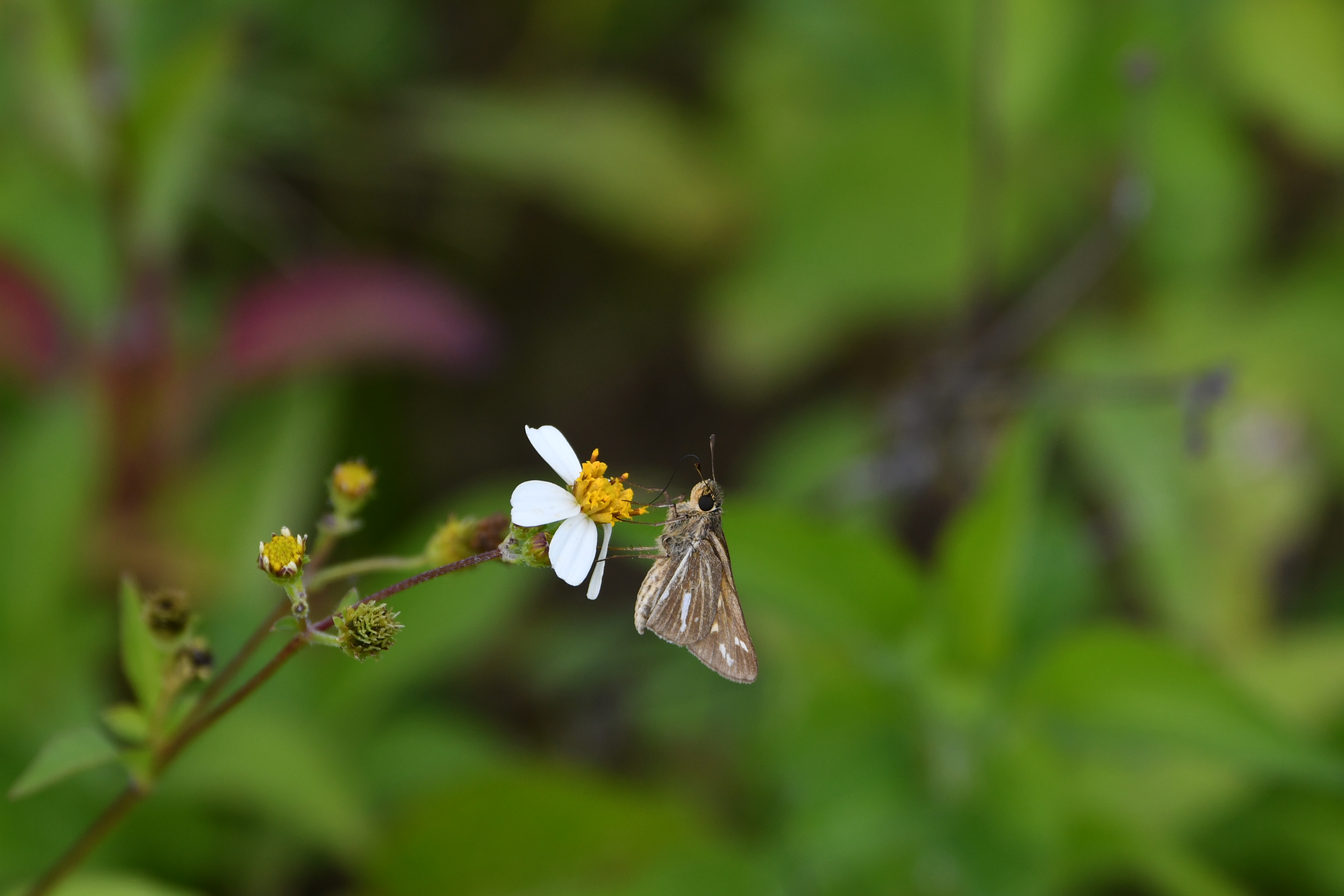 Salt Marsh Skipper